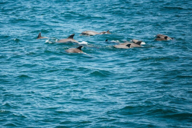 Cape May: Jersey Shore Whale and Dolphin Watching Cruise - A Detailed Look at the Cape May Whale and Dolphin Watching Experience