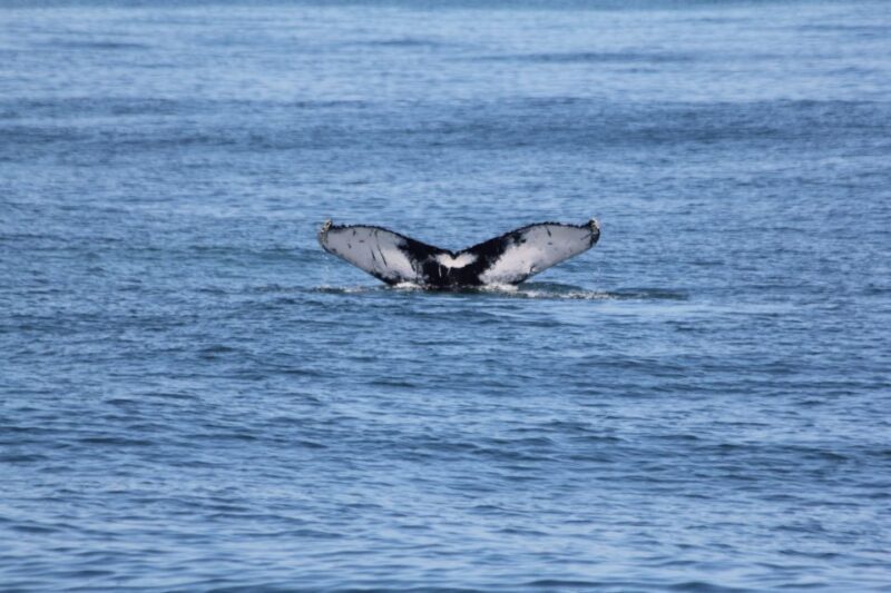 Cape May: Scenic Whale and Dolphin Watching Cruise - In-Depth Look at the Experience