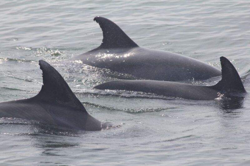 Cape May: Scenic Whale and Dolphin Watching Cruise - Authentic Insights from Past Travelers