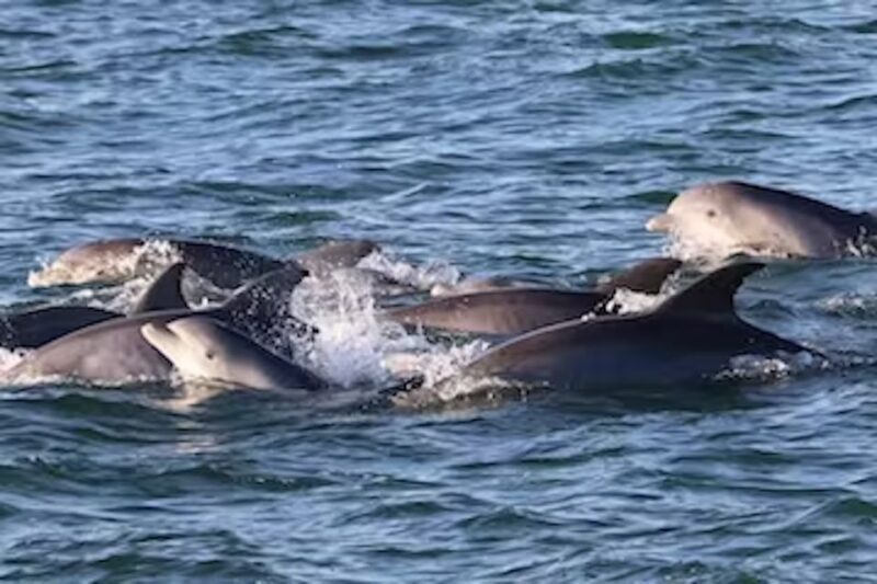 Cape May: Sunset Dolphin Cruise with Optional Wine Tastings - The Sum Up