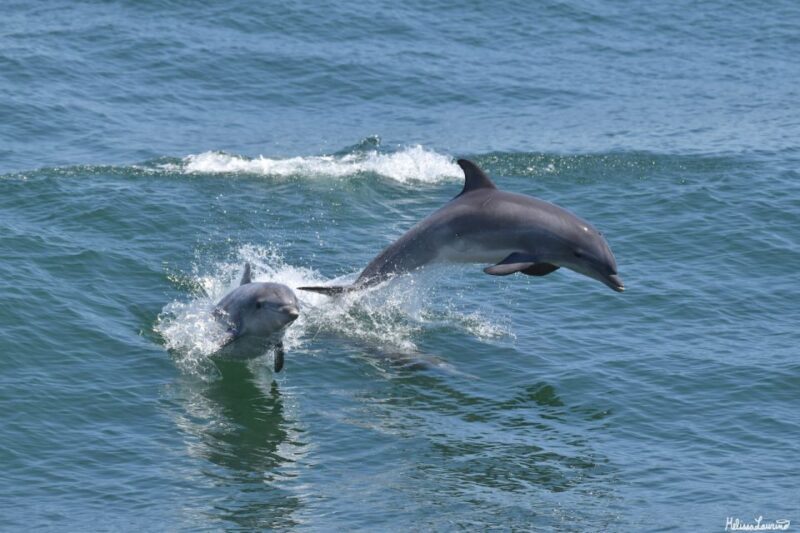Cape May: Sunset Dolphin Watching Cruise with Food - A Deep Dive Into the Experience