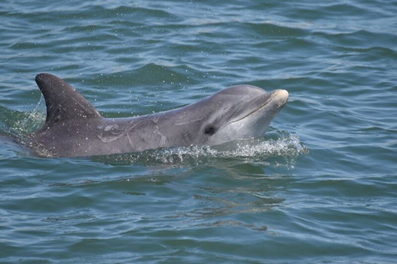 Cape May: Sunset Dolphin Watching Cruise with Food - FAQ
