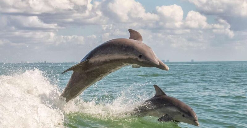 Cape May: Weekend Whale and Dolphin Watching Cruise - An In-Depth Look at the Cape May Dolphin and Whale Watching Cruise