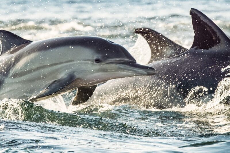 Cape May: Weekend Whale and Dolphin Watching Cruise - FAQ