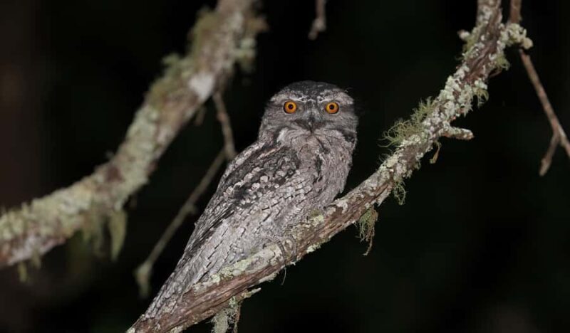 Cape Tribulation: Daintree Rainforest Night Walk Tour - Exploring the Daintree Rainforest Night Walk Tour: An Honest Review