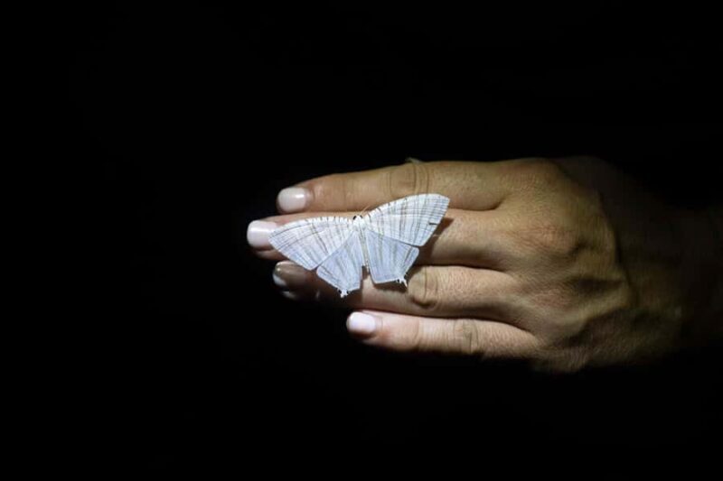 Cape Tribulation: Daintree Rainforest Night Walk Tour - The Itinerary: What to Expect