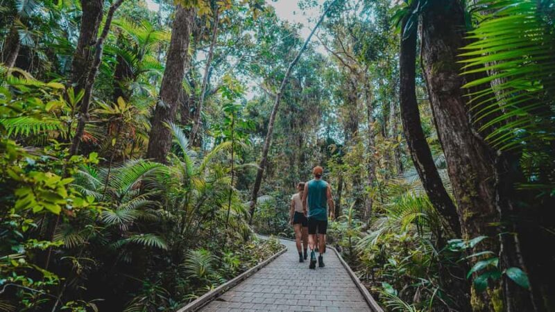 Cape Tribulation: Daintree Rainforest Night Walk Tour - Practical Tips for Your Night Walk