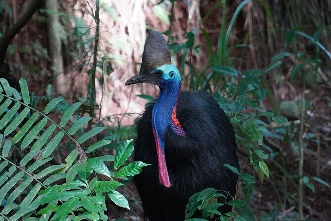 Cape Tribulation Day Tour from Cairns - An In-Depth Look at the Cape Tribulation Day Tour