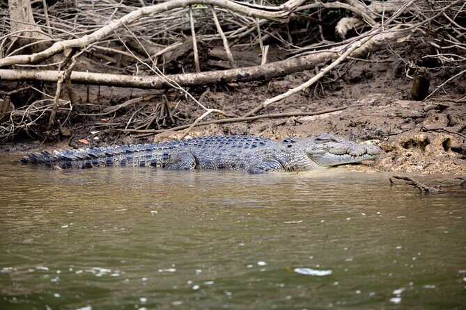 Cape Tribulation, Mossman Gorge, and Daintree Rainforest Day Trip - Key Points