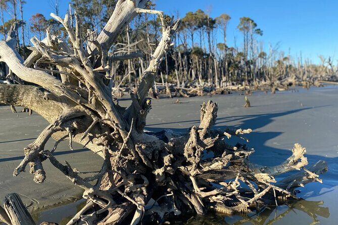 Capers Island Wildlife Exploration - What to Expect from the Voyage