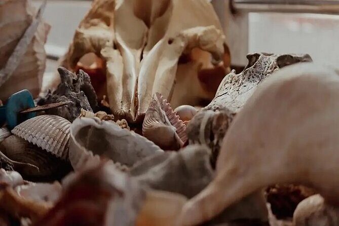 Capers Island Wildlife Exploration - Detailed Breakdown of the Experience