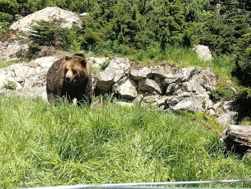 Capilano Br+Grouse Mtn+Dam+Lake&Hatcher/5in1/Small Group/Car - FAQs