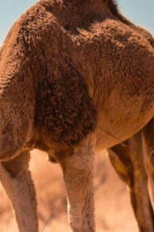 Cappadocia Camel Ride among the Fairy Chimneys - Exploring the Experience in Detail