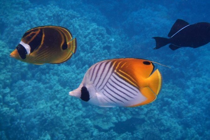 Captain Cook Snorkeling Cruise | Departs from Honokohau Harbor - The Sum Up
