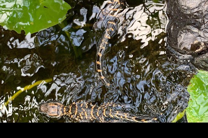 Captain Willy Airboat - Exploring the Captain Willy Airboat Experience