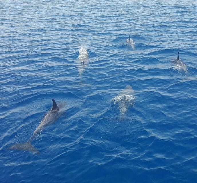 Captain's Choice: Dolphin Watch Sunset Sail - Key Points
