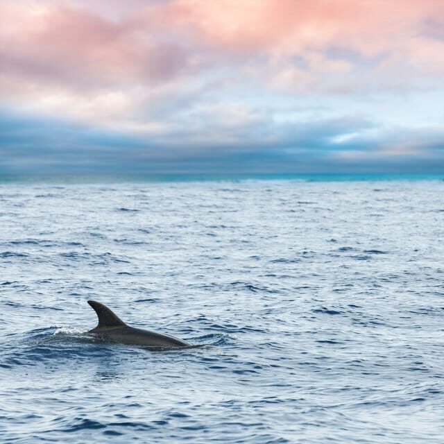 Captain's Choice: Dolphin Watch Sunset Sail - Frequently Asked Questions