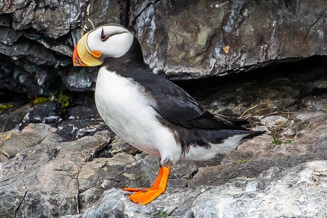 Captain's Choice Kenai Fjords National Park Tour from Seward - Who Will Love This Tour?
