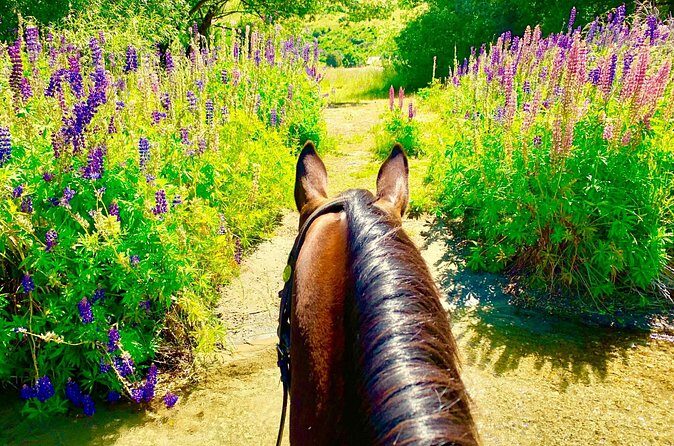 Cardrona High Country Pub Trail Horse Trek (Intermediate level+) - Final Thoughts