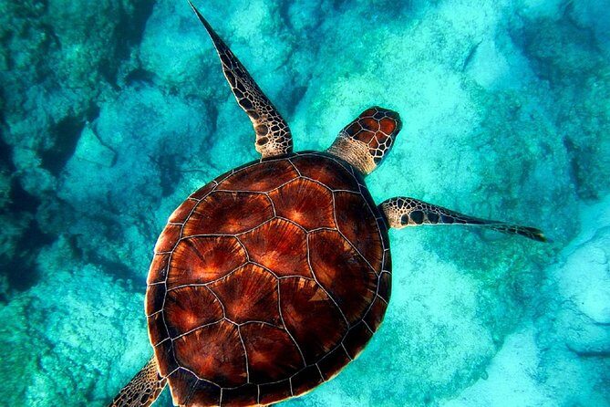 Caretta-Caretta Turtle Trip - The Sum Up