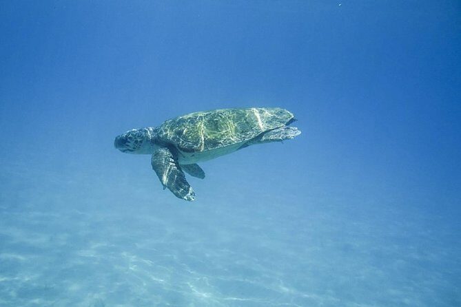 Caretta-Caretta Turtle Trip - FAQ