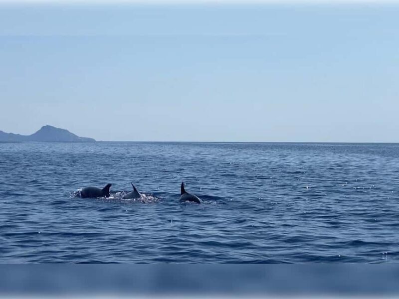 Cargèse: Capo Rosso "Snorkeling" and Sea Cave Tour - The Experience from the Reviews