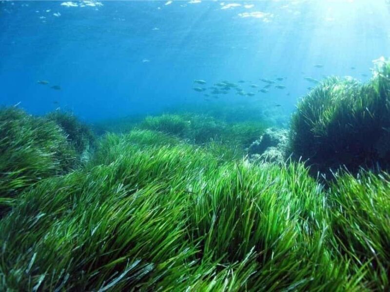 Cargèse: Capo Rosso "Snorkeling" and Sea Cave Tour - Pricing and Value