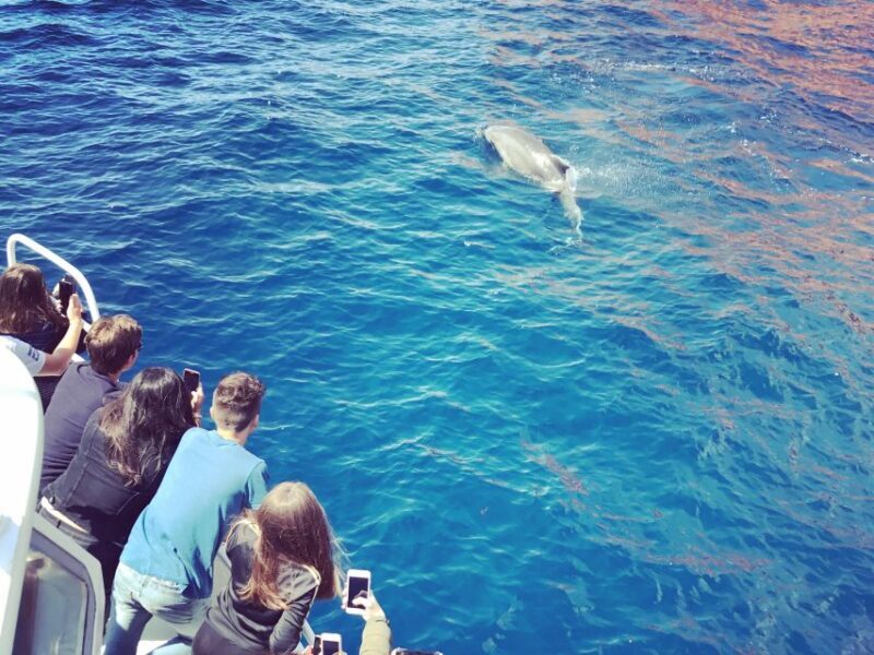 Cargèse: Scandola and Piana Boat Tour with Stop at Girolata - The Itinerary: A Day Filled with Wonder and Variety