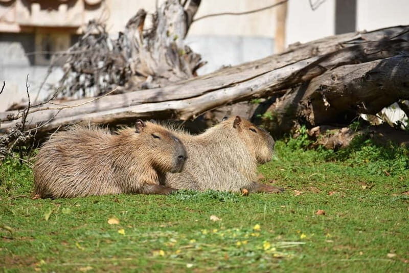Carini: admission ticket to the Biopark of Sicily - Key Points
