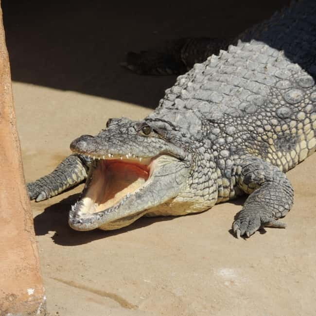 Carini: admission ticket to the Biopark of Sicily - Value and Suitability