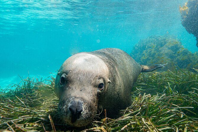 Carnac Island Half Day Sail - What Sets This Tour Apart?