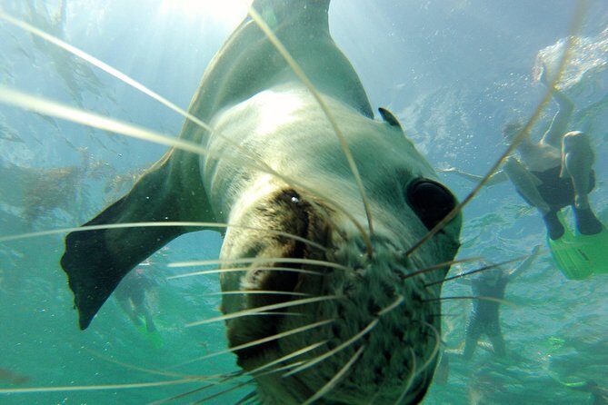 Carnac Island Half Day Sail - Practical Details and Tips
