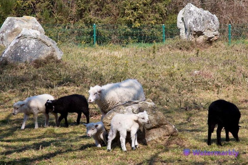 Carnac Tour: Megalithic Marvels and La Trinite Sur Mer - Key Points