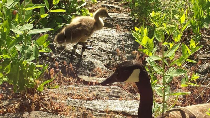 Carnegie Hill: 5th & Park Film and Fiction Walking Tour - FAQ