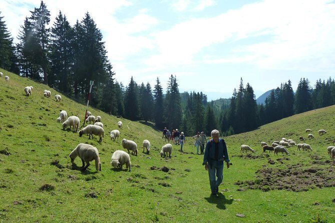 Carpathians in Romania: Piatra Craiului National Park with native Spanish guide. - Why This Tour Is Worth Considering