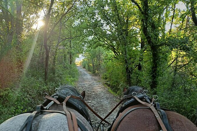 Carriage rides in the heart of the Luberon - The Itinerary: What You Can Expect