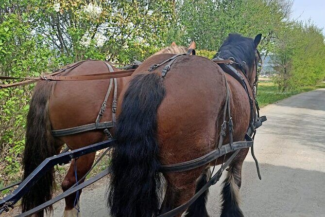 Carriage rides in the heart of the Luberon - Authentic, Relaxed, and Picture-Perfect