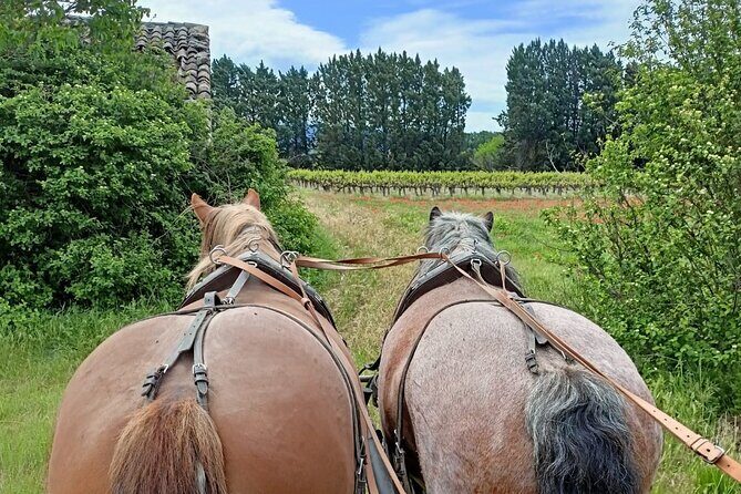 Carriage rides in the heart of the Luberon - Who Will Love This Experience?