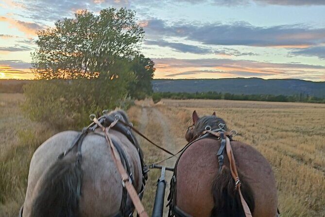 Carriage rides in the heart of the Luberon - The Sum Up: A Scenic, Authentic, and Relaxing Provence Experience