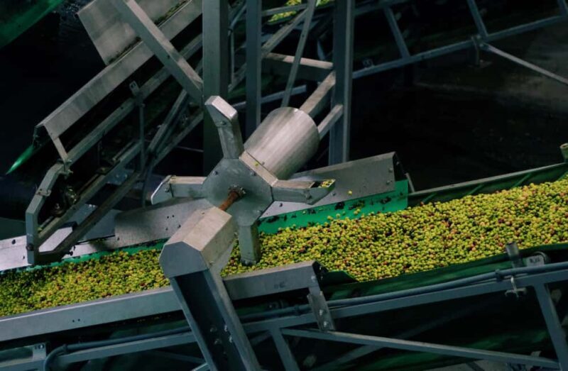 Casa Relvas, Vidigueira: Olive Harvest Campaign Program - In-Depth Review of the Olive Harvest Campaign Program