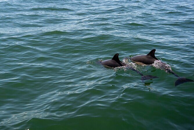 Cascais coast: Dolphin watching - Introduction: What to Expect from the Cascais Dolphin Watching Tour