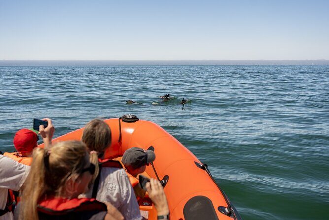 Cascais coast: Dolphin watching - What Travelers Say: Authentic Insights from Real Visitors