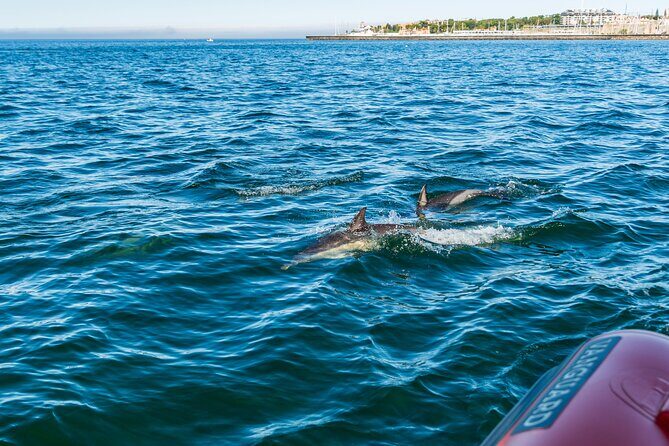 Cascais coast: Dolphin watching - Who Will Benefit Most?