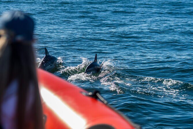 Cascais coast: Dolphin watching - Final Thoughts: Is This the Dolphin Tour for You?