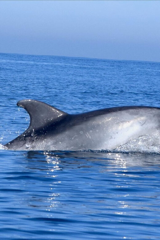 Cascais: Dolphin Watching Speedboat Tour - An In-Depth Look at the Cascais Dolphin Watching Speedboat Tour