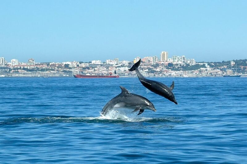 Cascais: Dolphin Watching Speedboat Tour - FAQs