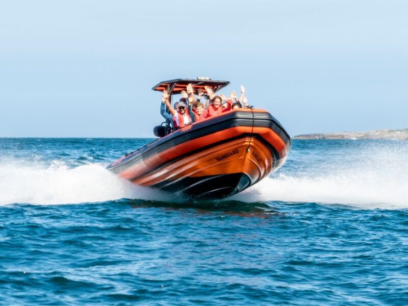 Cascais: Dolphin Watching Tour - What makes this tour special?