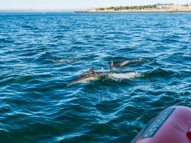 Cascais: Dolphin Watching Tour - The itinerary explained