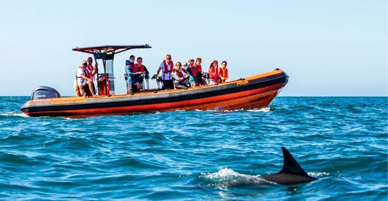 Cascais: Dolphin Watching Tour - Pricing and value