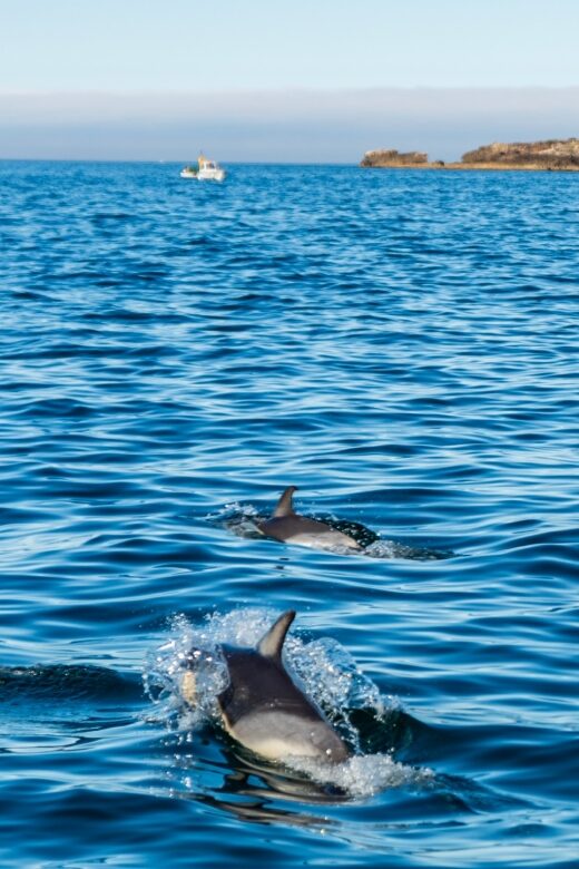 Cascais: Dolphin Watching Tour - Final thoughts
